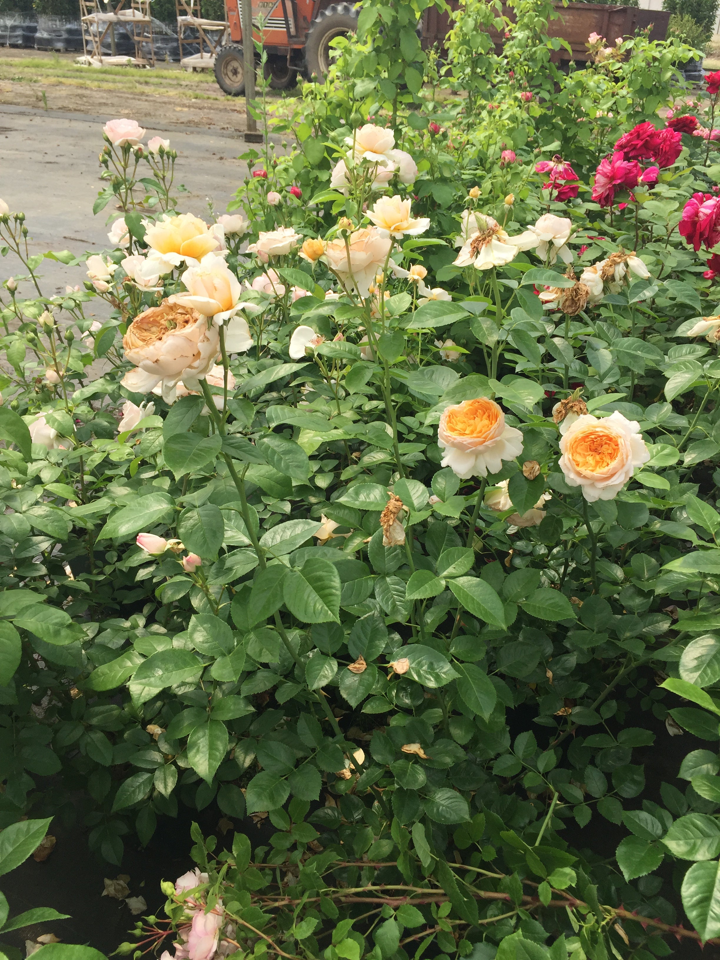 Floribunda Rose - Patrick Devedjian®