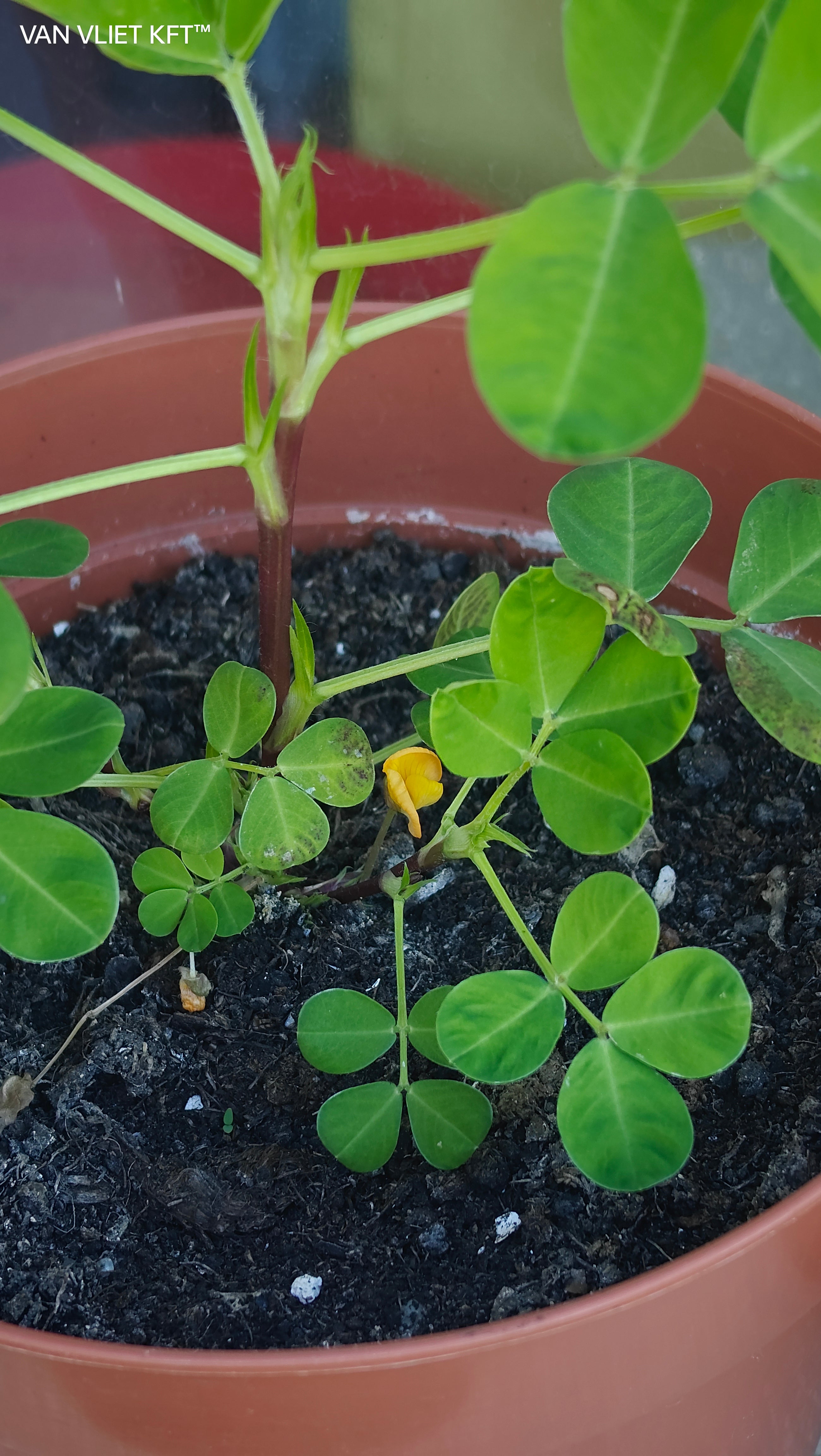 Groeipotten Pinda's