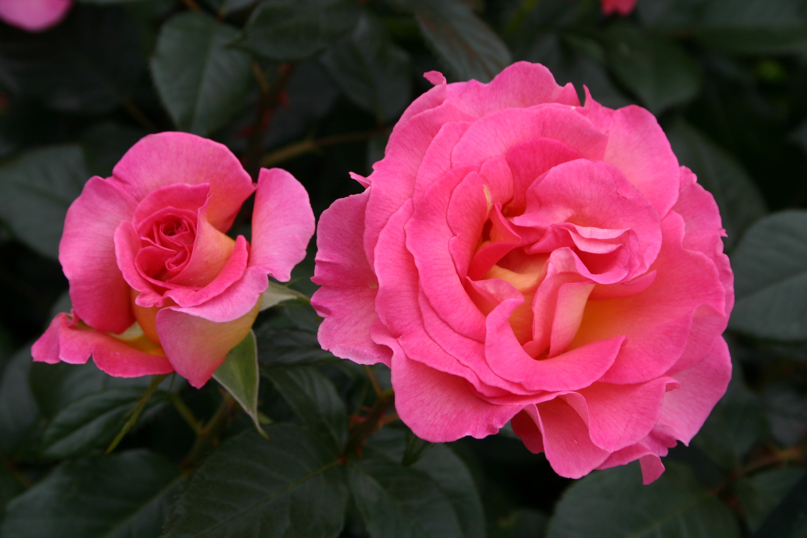 Rosier Hybride de Thé - Pink Paradise®