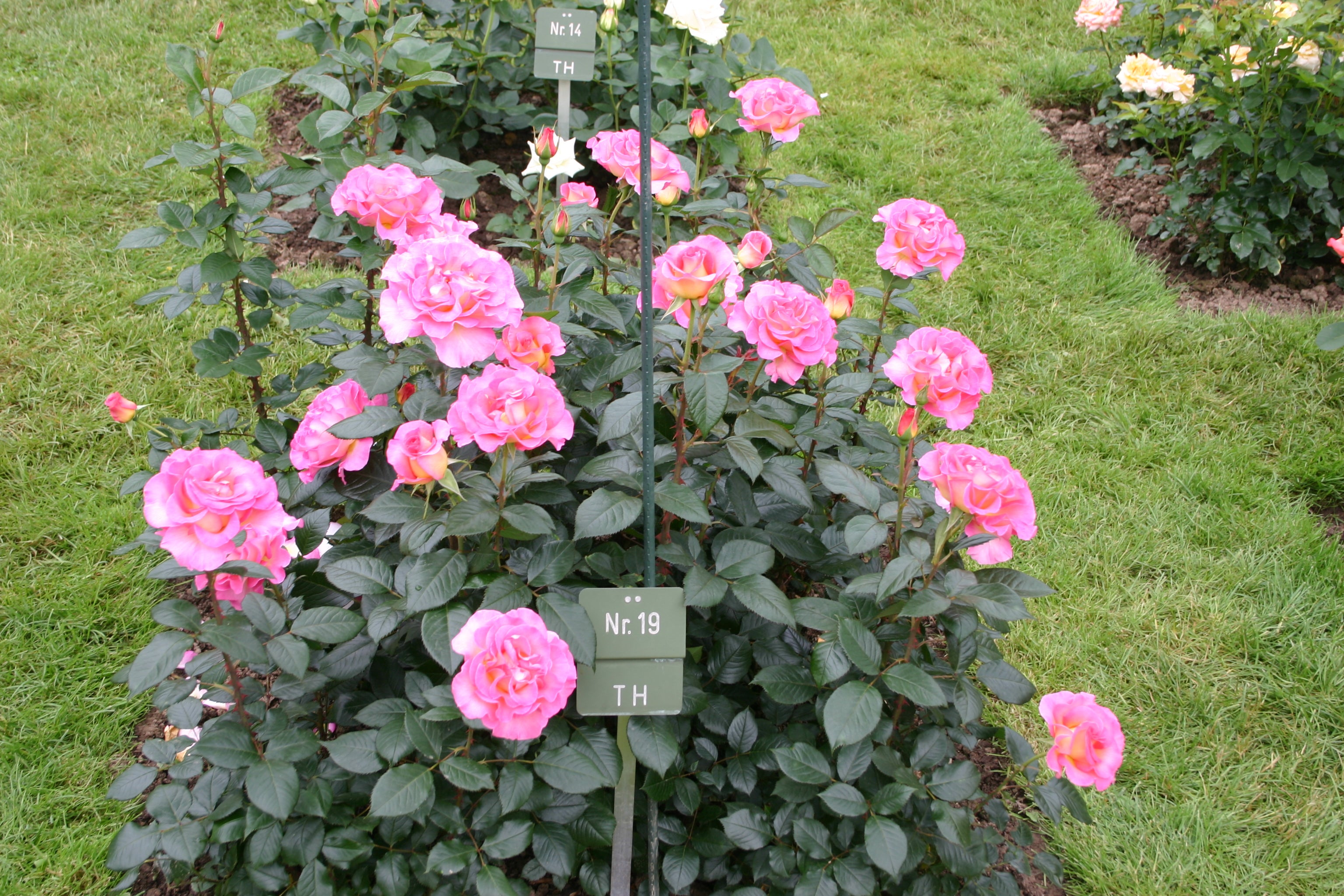 Rosier Hybride de Thé - Pink Paradise®