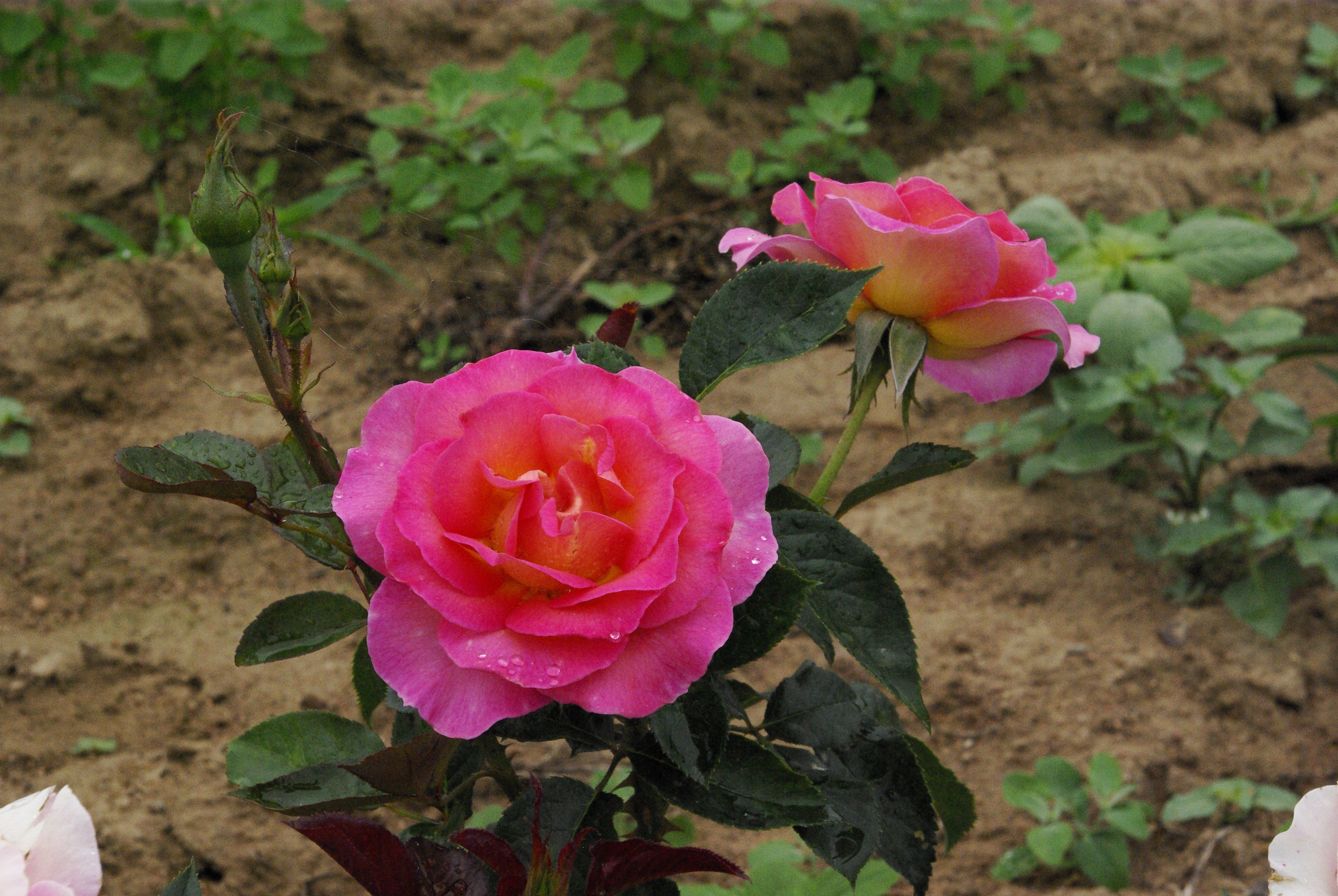 Rosier Hybride de Thé - Pink Paradise®