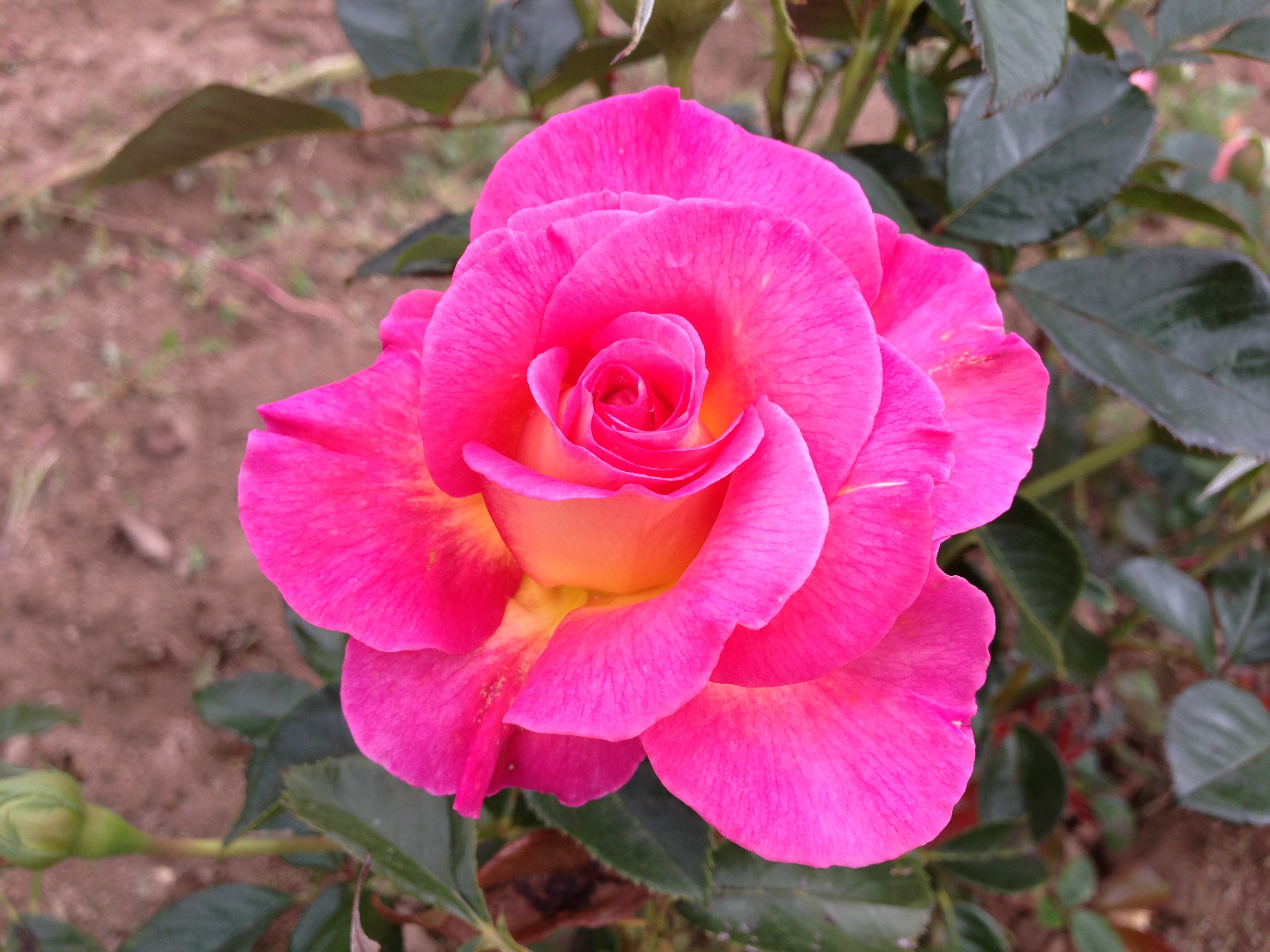 Rosier Hybride de Thé - Pink Paradise®