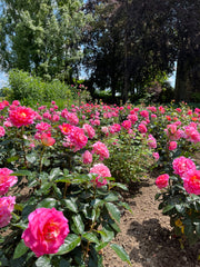 Rosier Hybride de Thé - Pink Paradise®