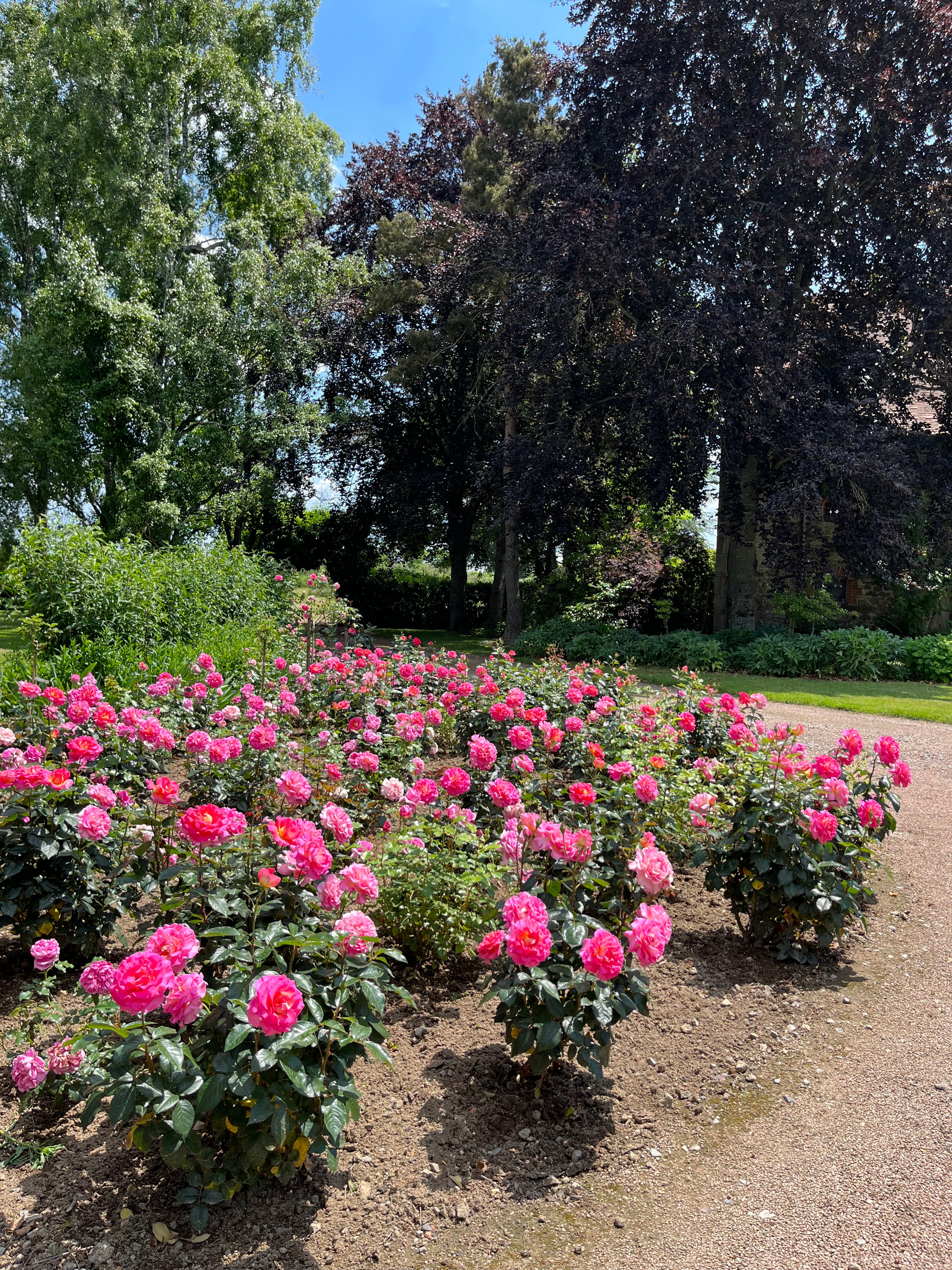 Rosier Hybride de Thé - Pink Paradise®