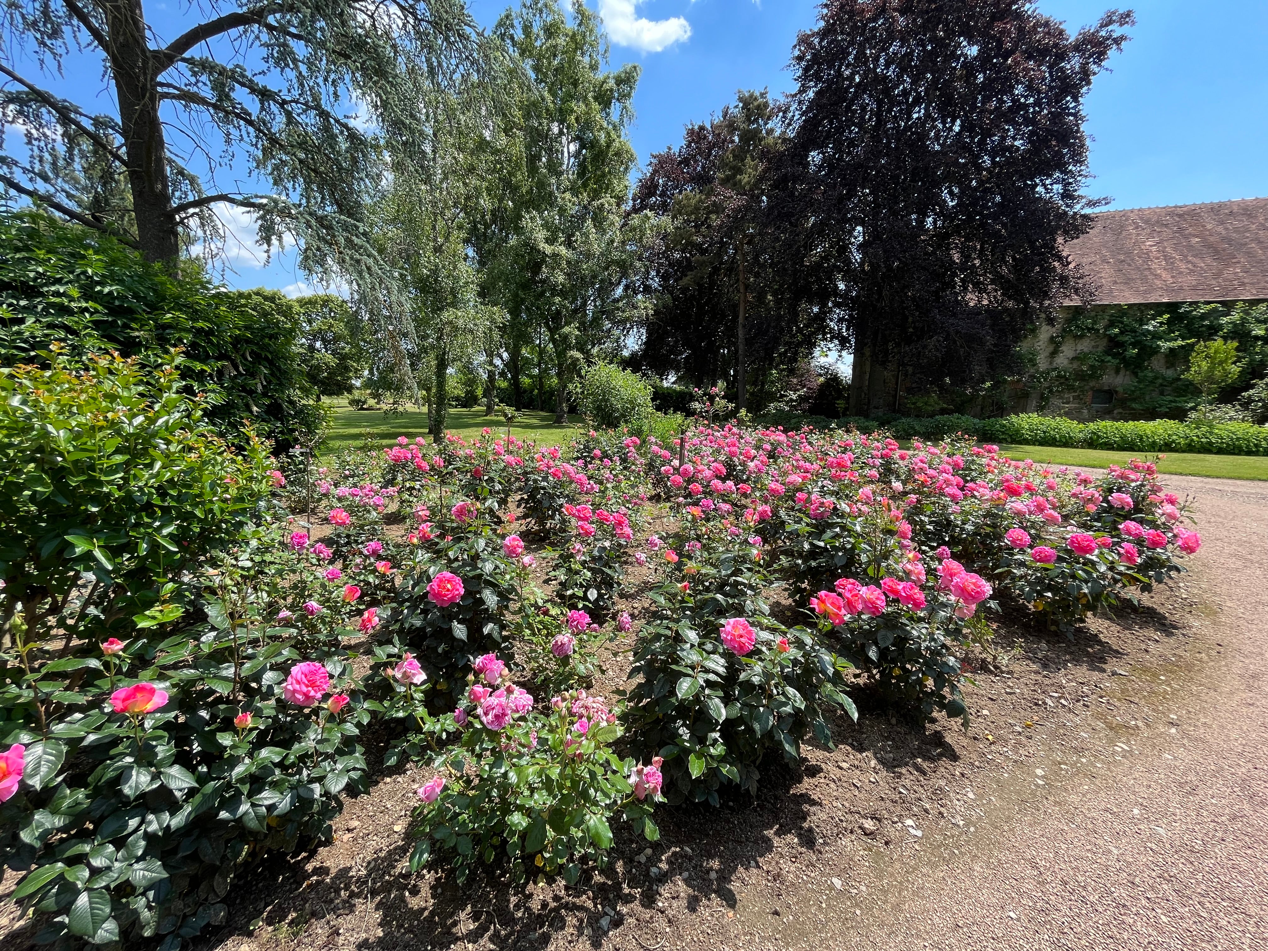 Rosier Hybride de Thé - Pink Paradise®