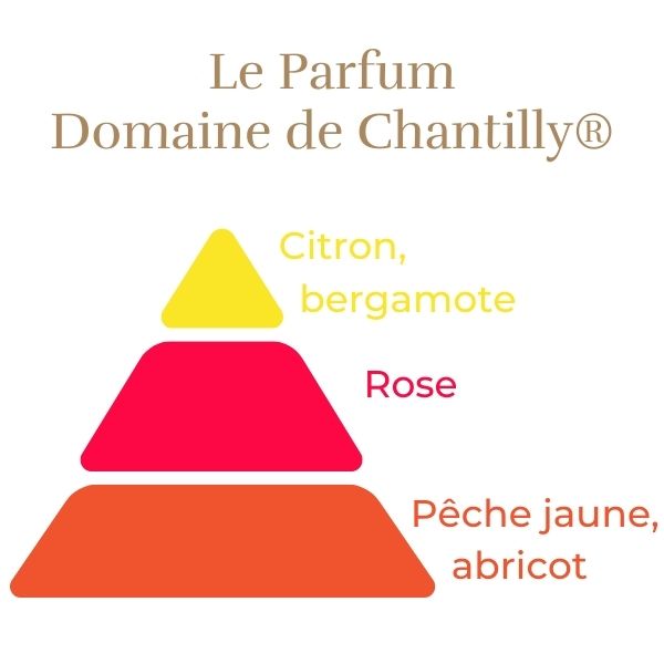 Floribunda Roos - Domaine de Chantilly