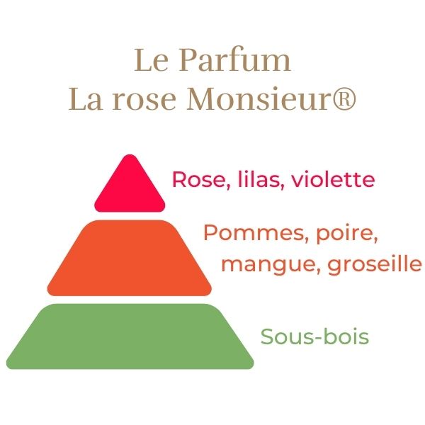 Edelrose - La Rose Monsieur®