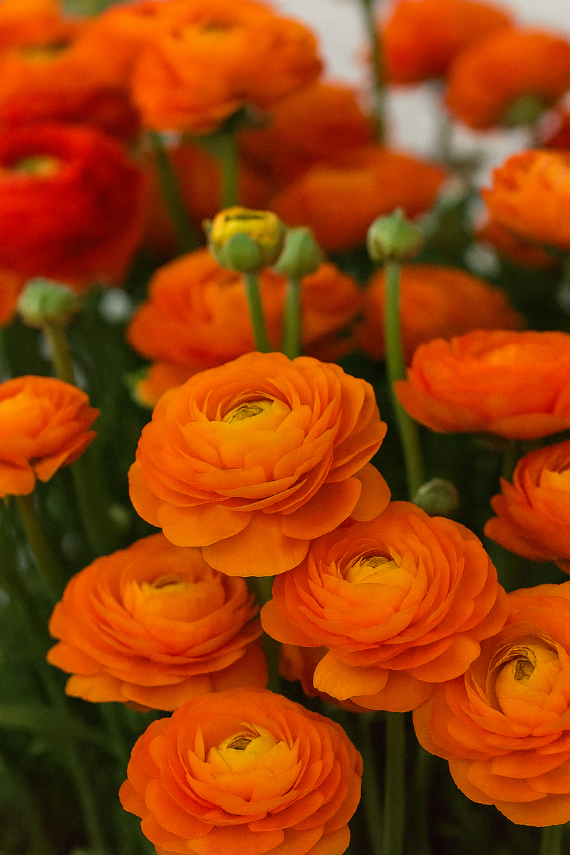 Ranunculus - Clementine - 2/3