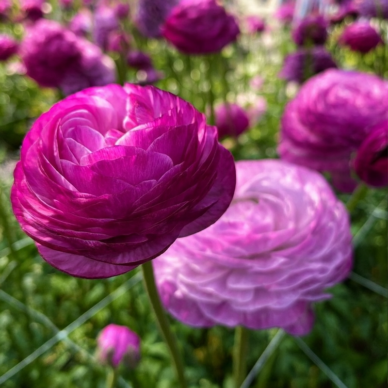 Ranunculus - Milka - 2/3
