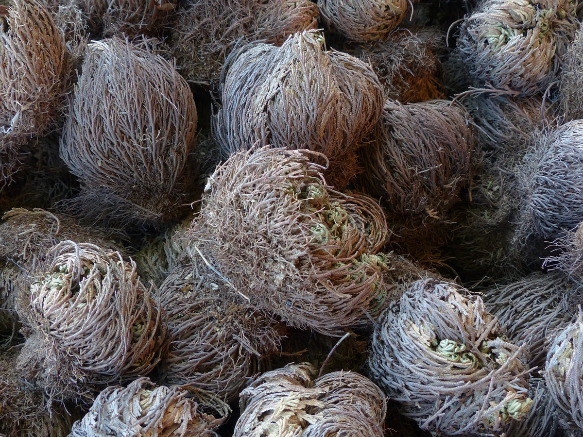 Rose of Jericho-2