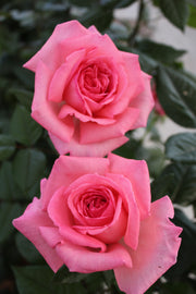 Edelrose - Fragonard®