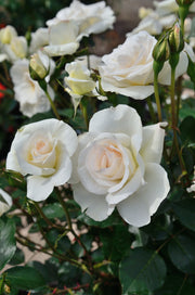 Edelrose - Grand Nord®