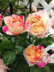 Rosier Grimpant - Julie Andrieu®