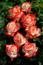Edelrose – Impératrice Farah®