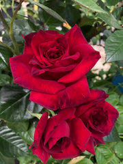 Edelrose - La Rose Monsieur®