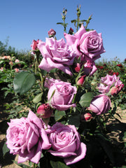 Edelrose – Mamy Blue®