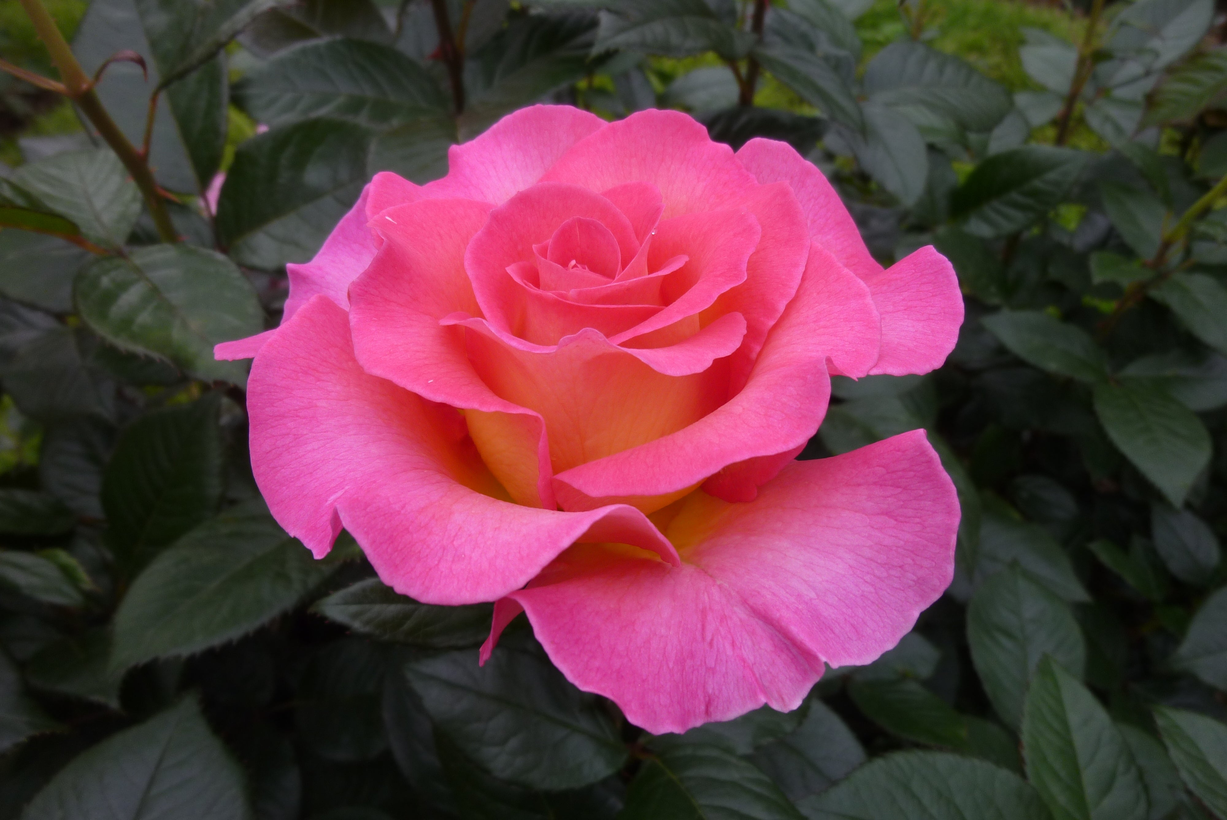 Rosier Hybride de Thé - Pink Paradise®