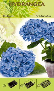 Bonsai Groei Kit - Hortensia 'Blue Bonnett' - Blauw