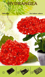 Bonsai Grow Kit - Hydrangea 'Eldorado' - Red