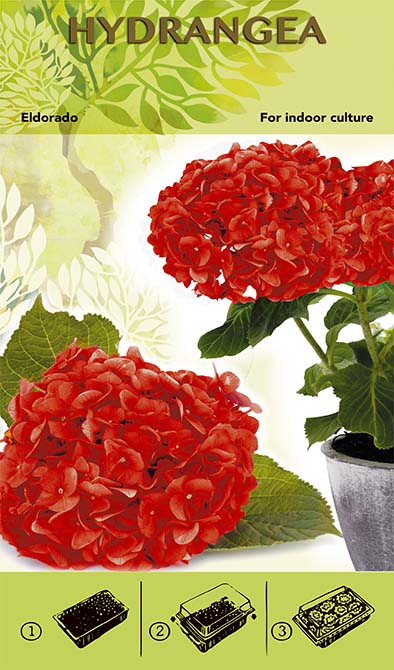 Bonsai Grow Kit - Hydrangea 'Eldorado' - Red