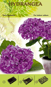 Bonsai Groei Kit - Hortensia 'Early Sensation' - Paars