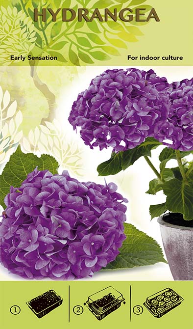 Bonsai Groei Kit - Hortensia 'Early Sensation' - Paars