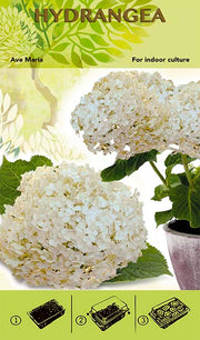 Bonsai Groei Kit - Hortensia 'Ave Maria' - Wit