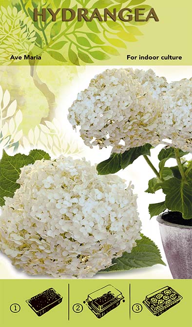 Bonsai Groei Kit - Hortensia 'Ave Maria' - Wit