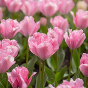 Tulpe Fosteriana - Sweet Sixteen - 12/+