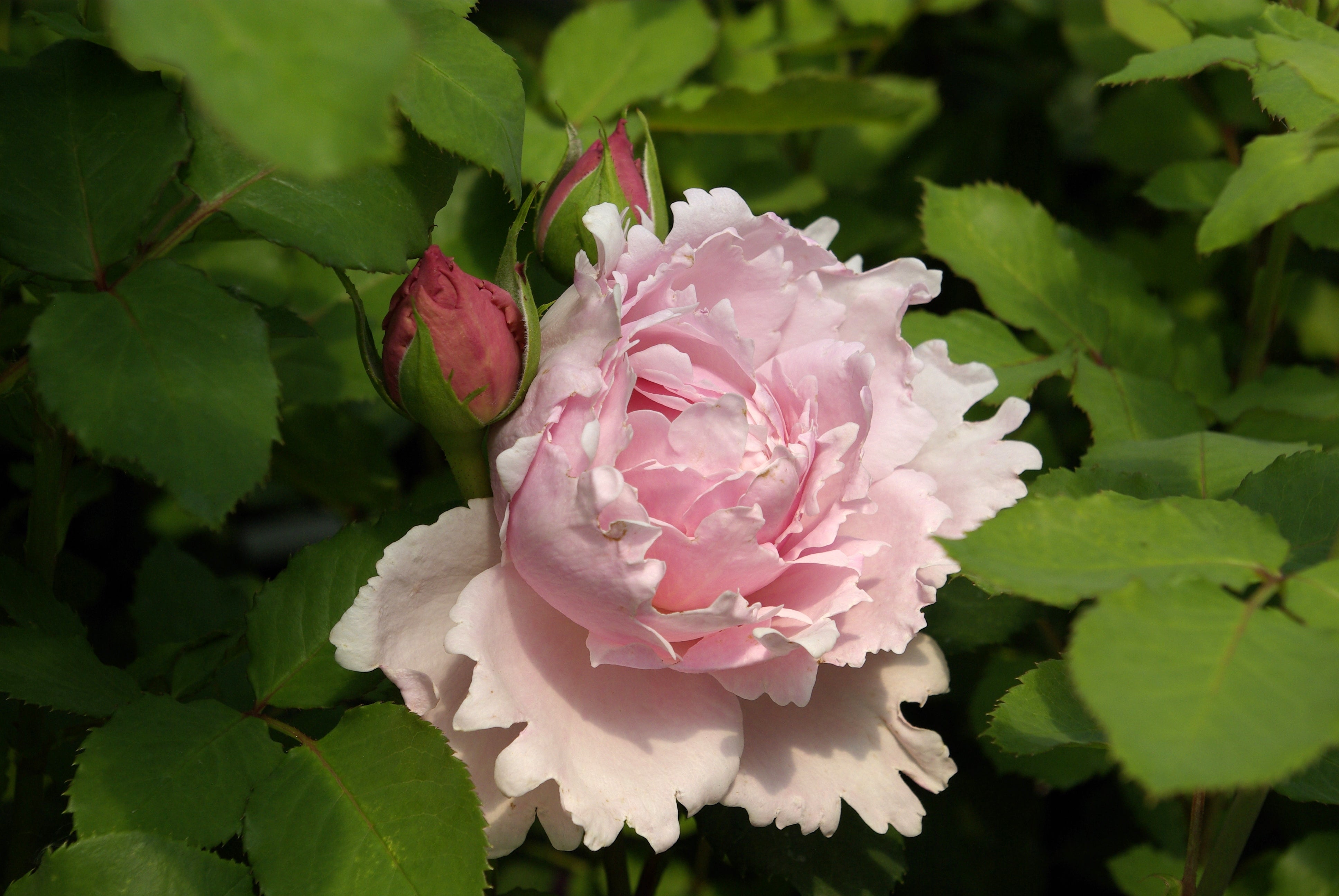 Rosier Hybride de Thé - Sophie Rochas®
