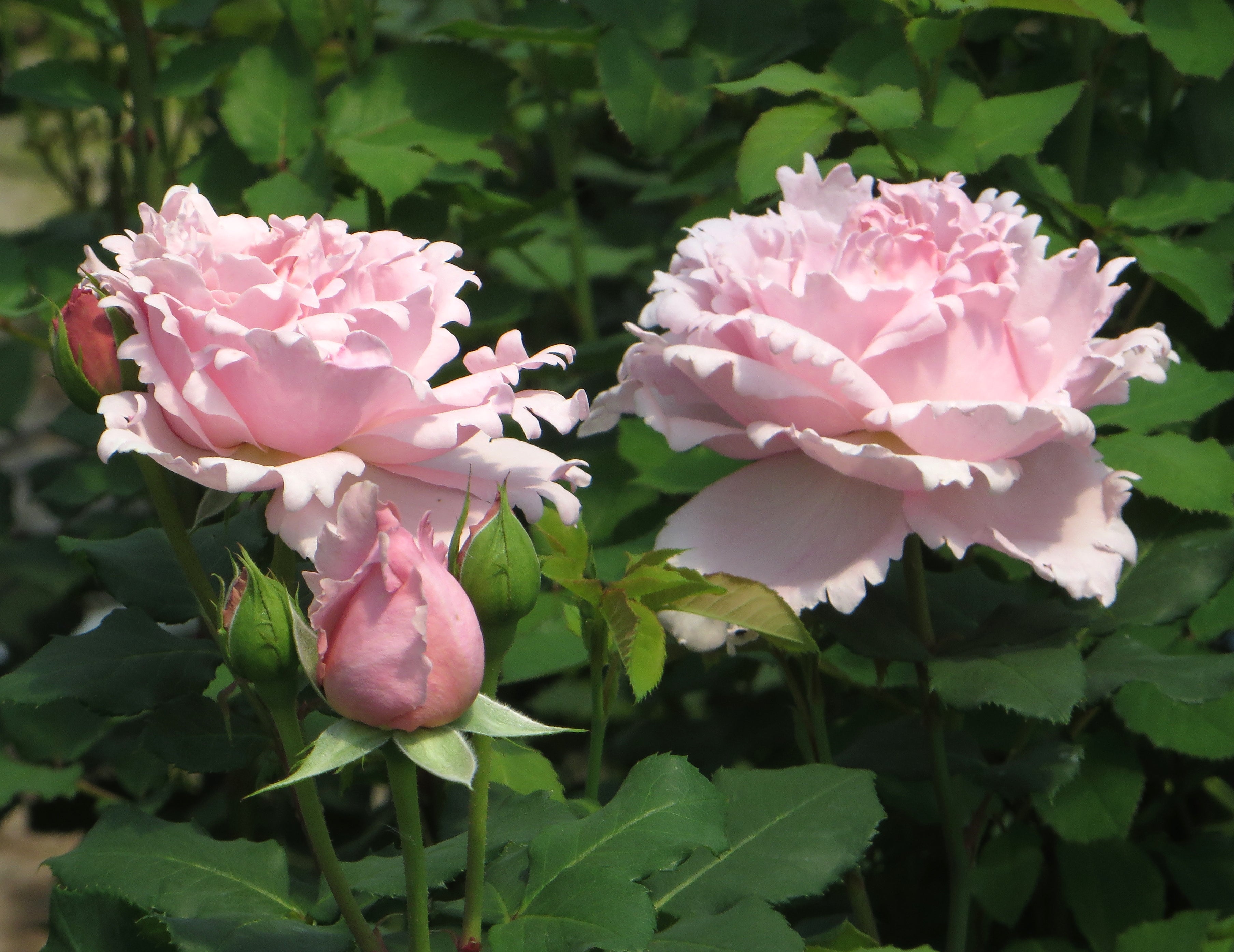 Rosier Hybride de Thé - Sophie Rochas®