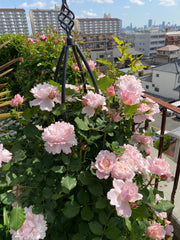Rosier Hybride de Thé - Sophie Rochas®