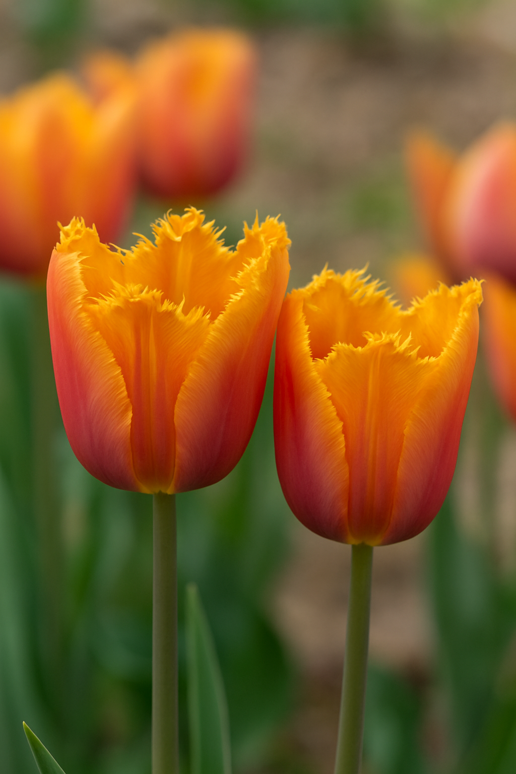 Tulp Fringed - Louvre Oranje - 12/+