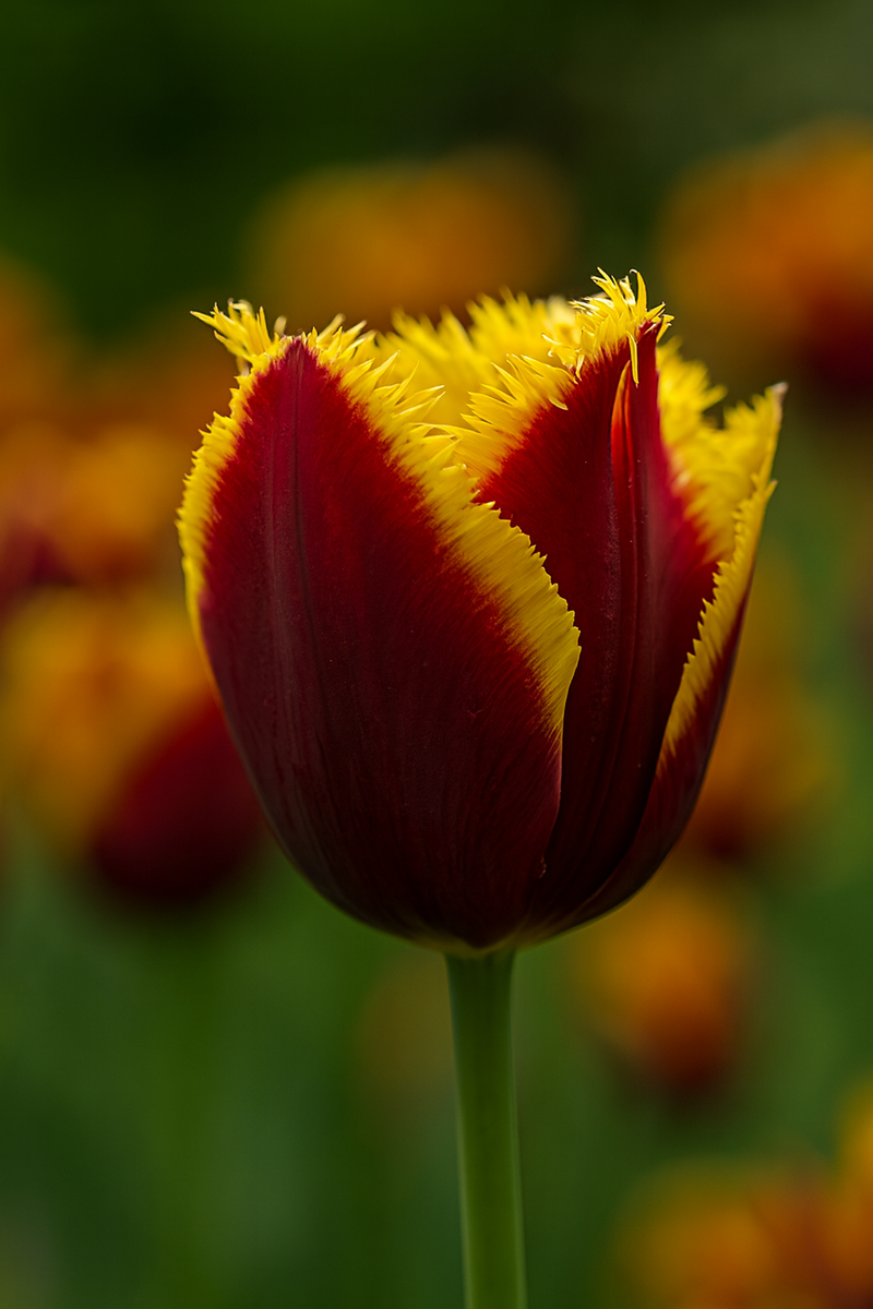 Tulip Fringed -  Mercure - 12/+