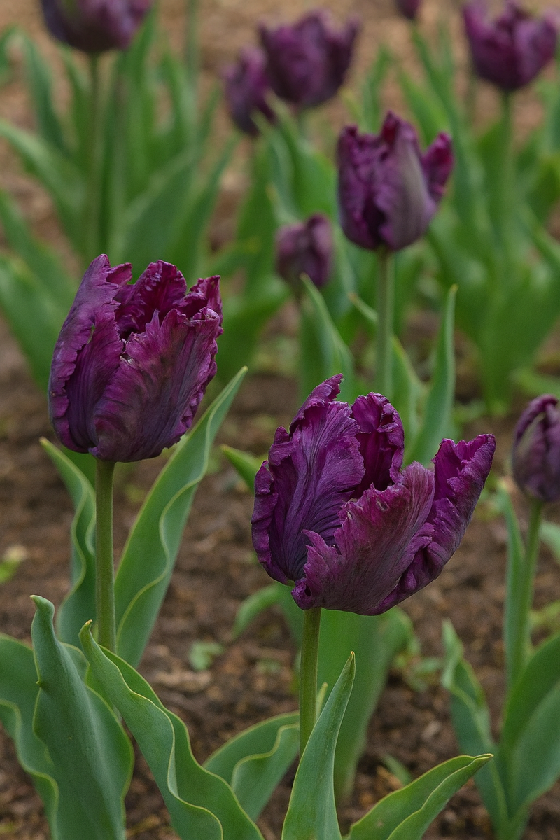 Tulip Parrot - Parrot Negrita - 12/+