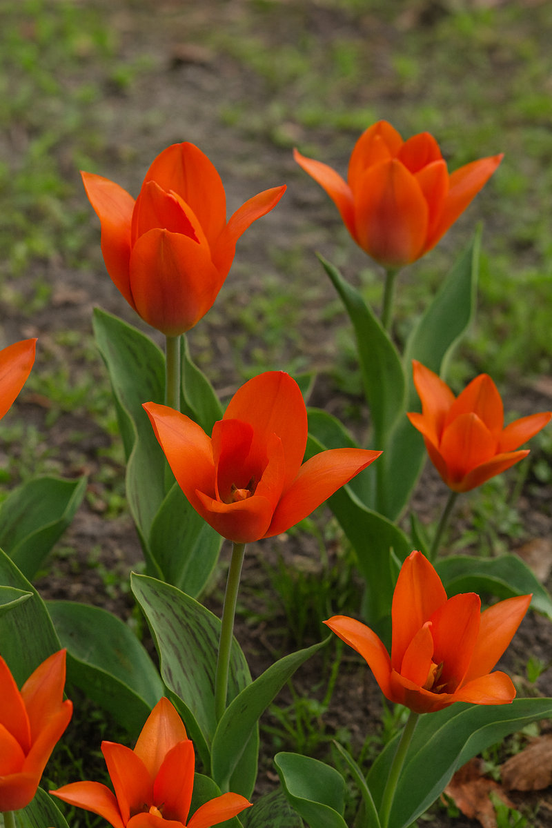 Tulip Greigii - Orange Toronto - 12/+