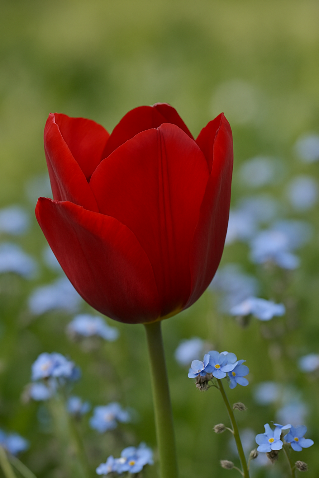 Tulip Triumph - Pallada - 12/+