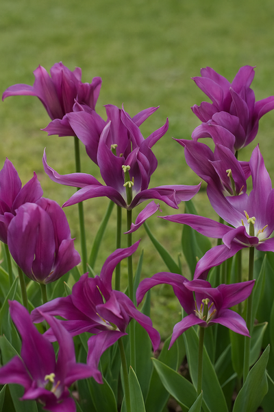 Tulip Viridiflora - Purple Doll - 12/+