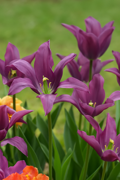 Tulip Viridiflora - Purple Doll - 12/+