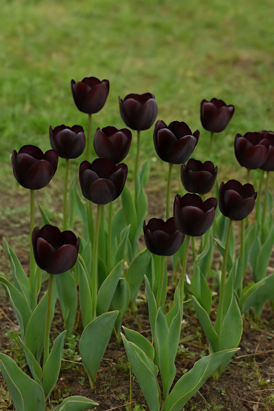 Tulip Single Late - Queen of Night - 12/+