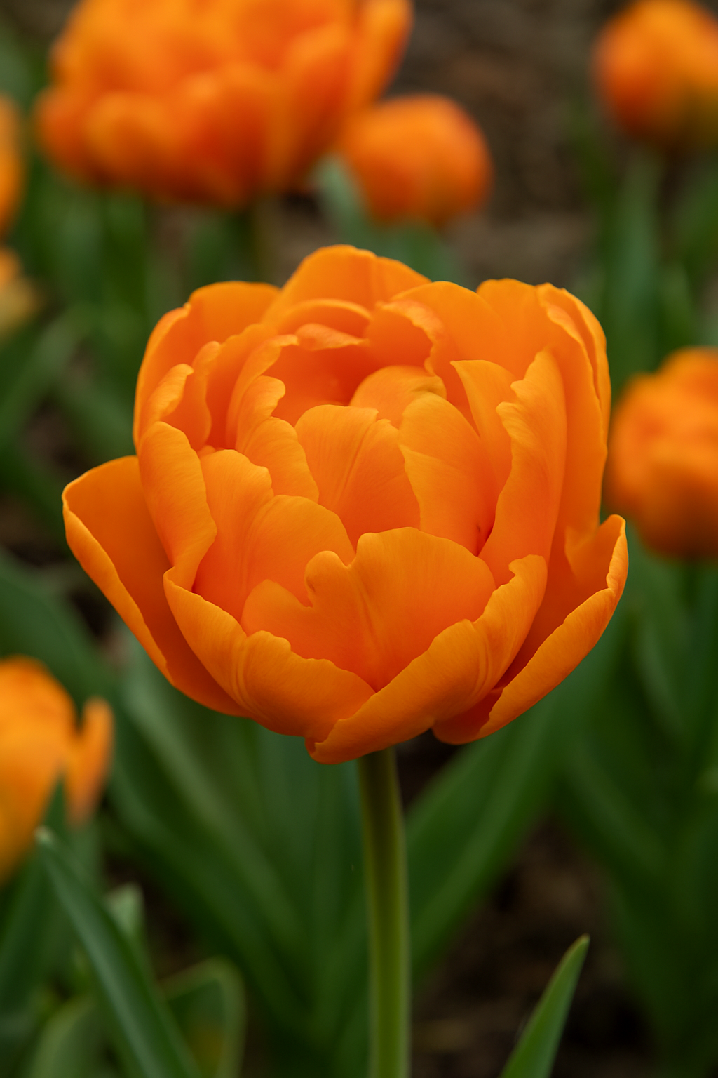Tulp Dubbel Laat - Koningsdag - 12/+