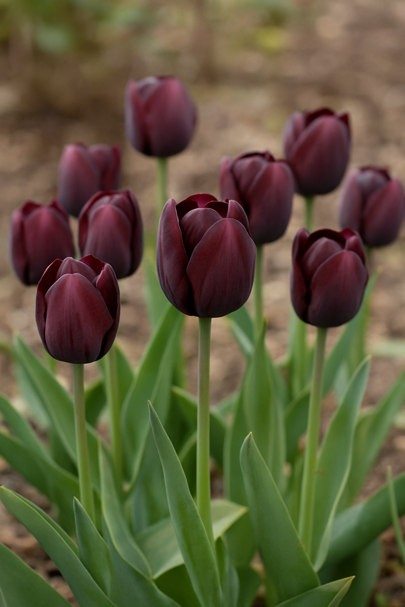 Tulip Triumph - Ronaldo - 12/+