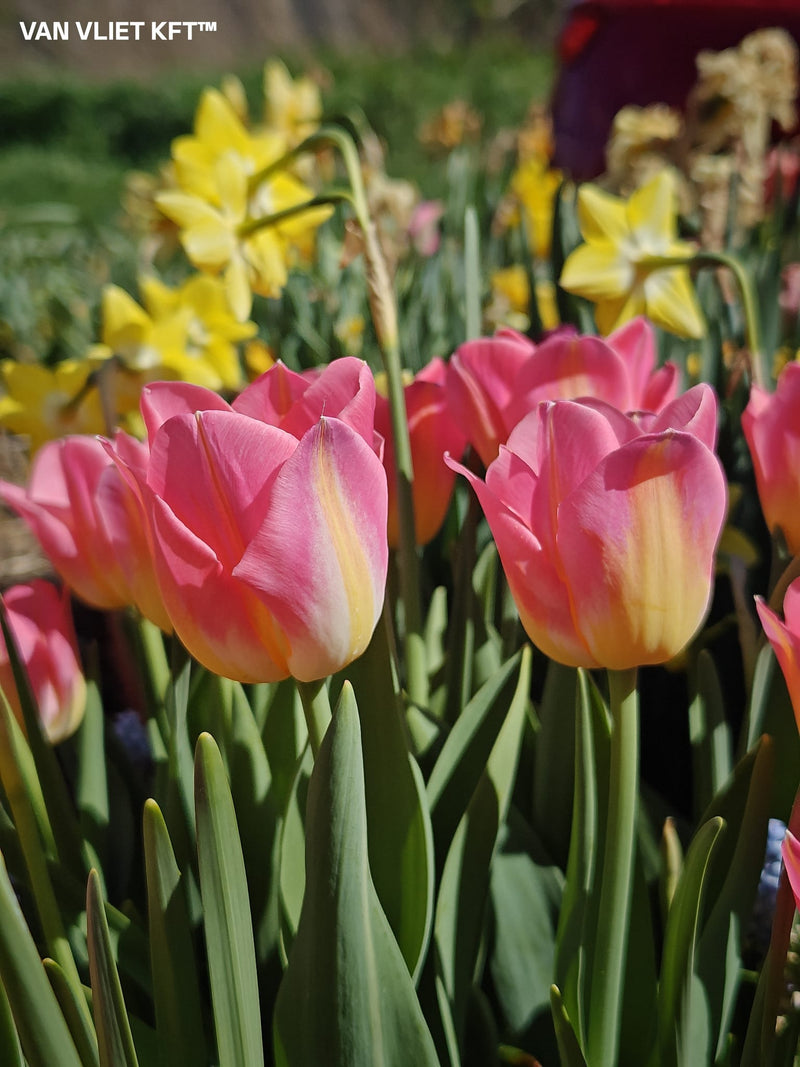 Tulip Triumph - Tom Pouce - 12/+