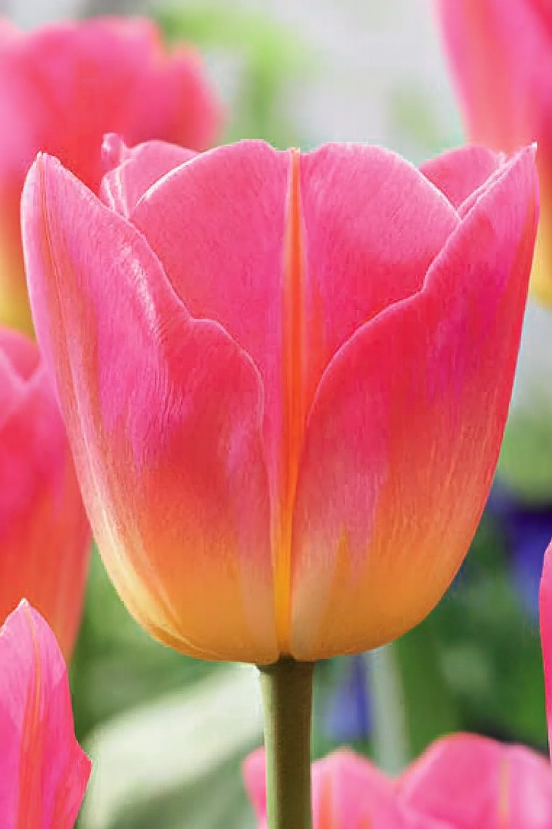 Tulip Triumph - Tom Pouce - 12/+