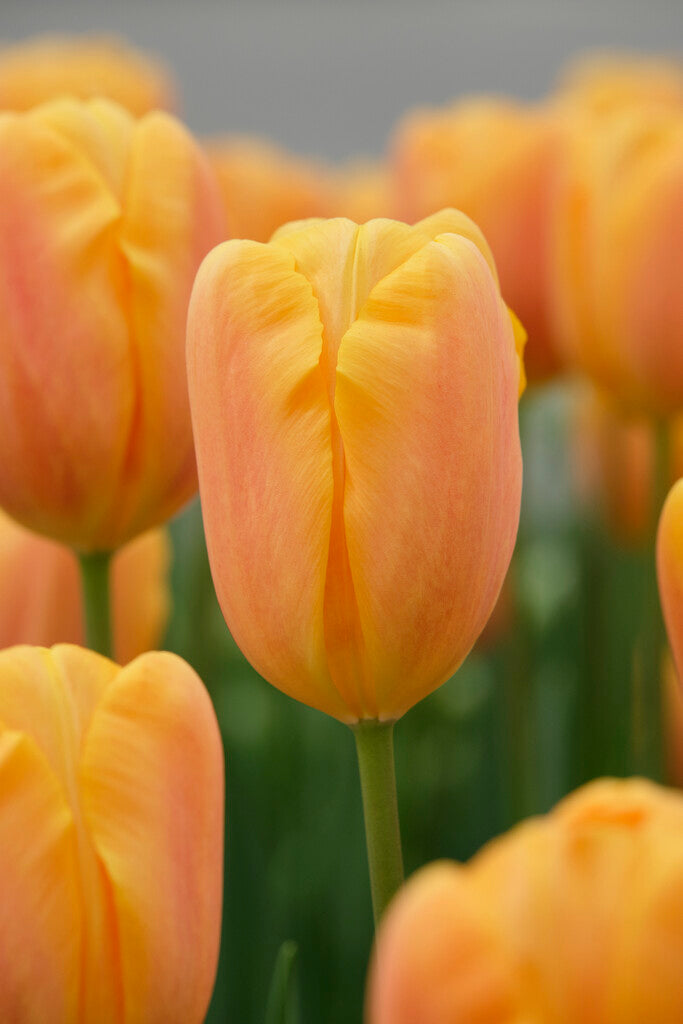 Tulip Triumph - Belville - 12/+