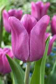 Tulip Triumph - Blauwe Schoonheid - 12/+
