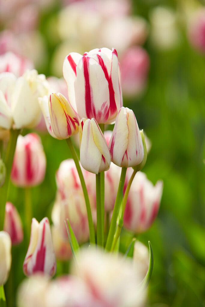 Tulp Multiflowering - Candy Club - 12/+