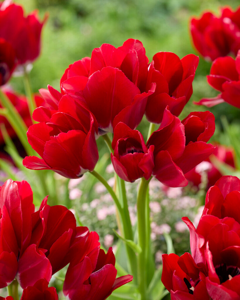 Tulp Multiflowering - Vurige Club - 12/+