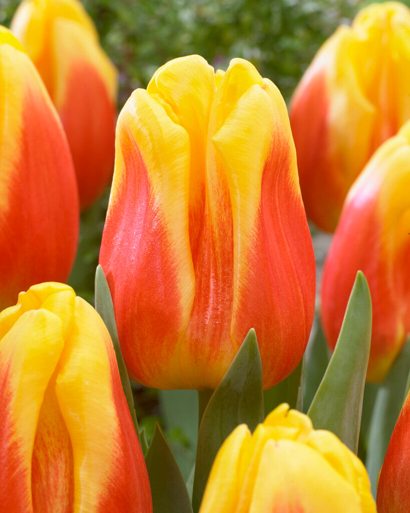 Tulip Triumph - IJsje - 12/+