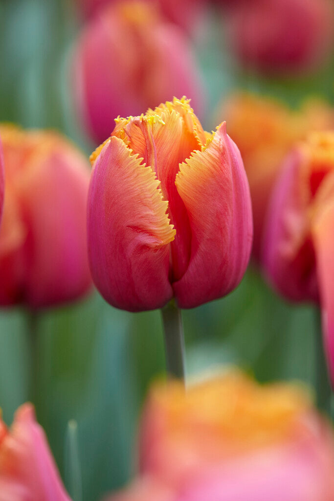 Tulp Fringed - Louvre Oranje - 12/+